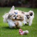 le shih tzu un compagnon élégant et affectueux au quotidien