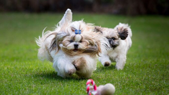 le shih tzu un compagnon élégant et affectueux au quotidien