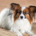 les secrets du chien papillon comprendre sa nature unique