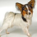 l'histoire fascinante du chien papillon un voyage à travers les siècles