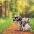 nutrition du shih tzu les clés d'une alimentation équilibrée