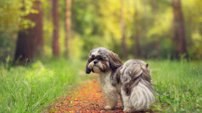 nutrition du shih tzu les clés d'une alimentation équilibrée