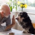 quel chien pour une personne âgée sélection de compagnons idéaux