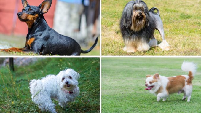 quel petit chien est le plus obéissant découvrez les champions de l'obéissance