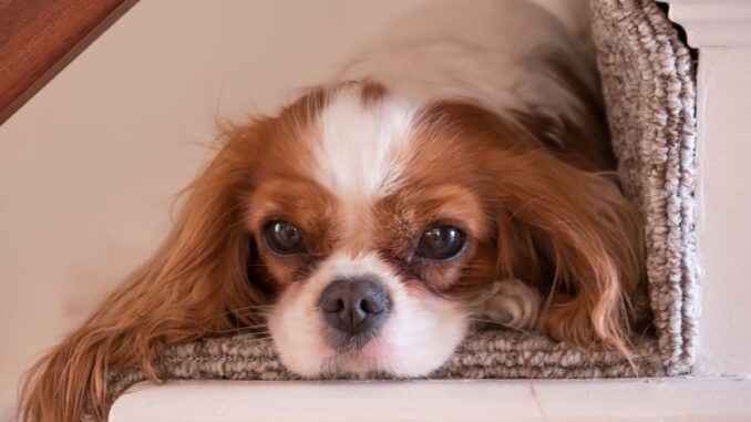 santé du cavalier king charles prévenir les problèmes typiques de la race