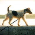 santé du fox terrier conseils pour un chien robuste et en forme