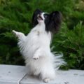 vivre avec un chien papillon anecdotes et leçons de vie