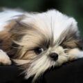 vivre avec un shih tzu en appartement astuces pour un bien être partagé