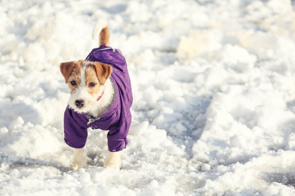 Comment choisir un manteau pour chien ?
