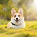 comment dresser un chien avec un collier ?