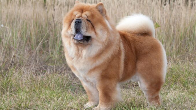 est ce qu'un chow chow est un petit chien ?