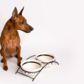 pourquoi adopter un pinscher nain ?