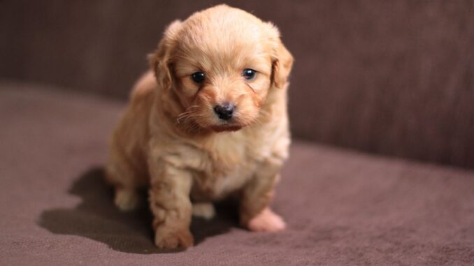 quand faire une césarienne à votre chienne