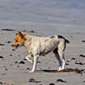 quand s'inquiéter d'un petit chien qui boite