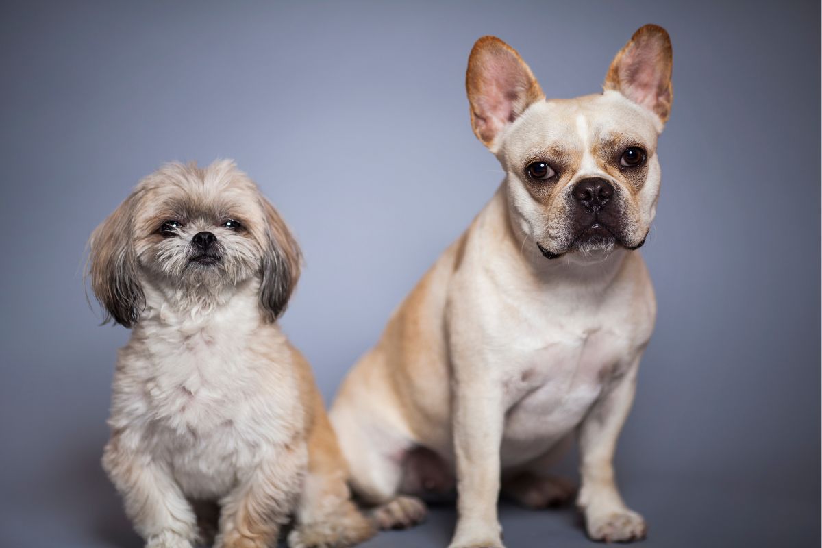 Quelles Sont Les Responsabilit S D Un Propri Taire D Un Chien Yorkshires Fr