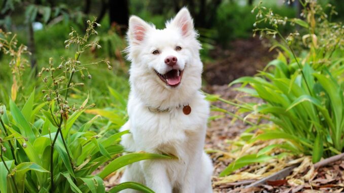 responsabilité civile pour chien tout savoir