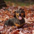 teckel les différentes races et croisés avec d'autres chiens