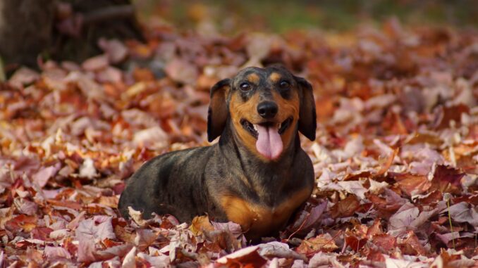 teckel les différentes races et croisés avec d'autres chiens