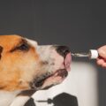 tout savoir sur la boutique chiens & chats naturellement produits bio et écolo