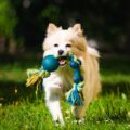 Activités pour les petits chiens