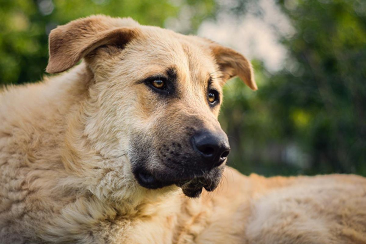 Comment adopter un Labrador crois Staffie Yorkshires.fr