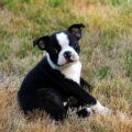 comment éduquer un chiot boston terrier