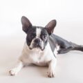 comment trouver un boston terrier a vendre sur internet