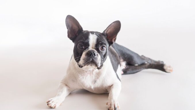 comment trouver un boston terrier a vendre sur internet 