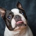 comment trouver un boston terrier à vendre sur le bon coin