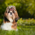 elevage de shih tzu trouver un éleveur de cette race