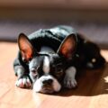 est ce que le boston terrier peut rester seul