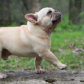 est ce qu'un bouledogue français aboie beaucoup