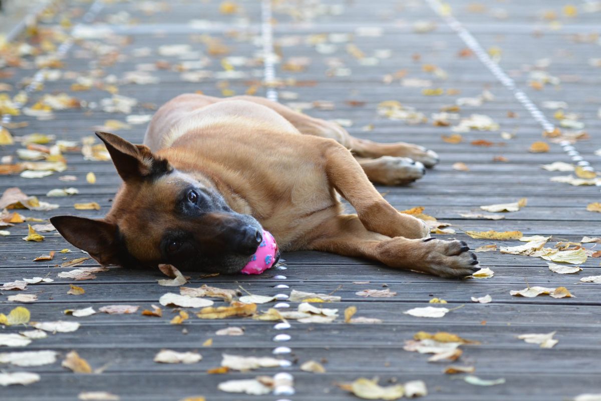 Le Malinois Crois Staffie Caract Ristiques Et Comportement