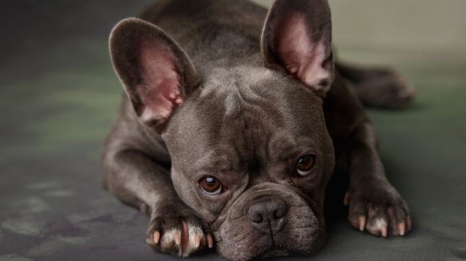 où faire dormir un chiot bouledogue français