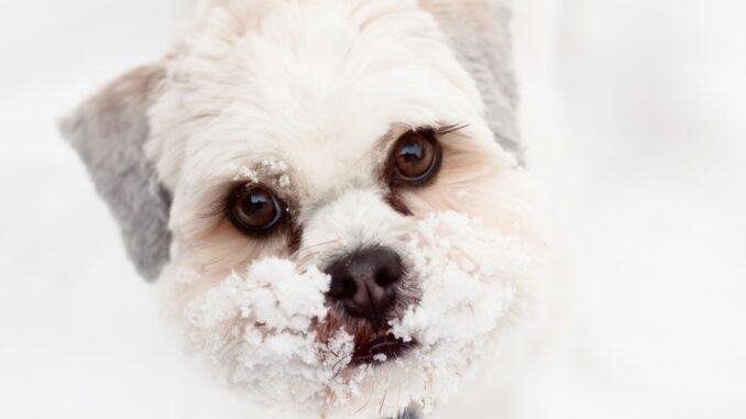 ou trouver un bebe lhassa apso a donner 