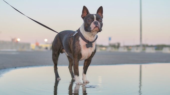 pourquoi adopter un boston terrier bleu 