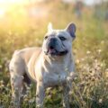 pourquoi choisir un bouledogue français