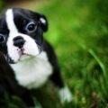 pourquoi prendre un boston terrier