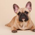 pourquoi prendre un bouledogue français