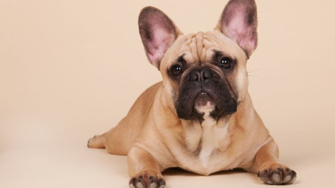 pourquoi prendre un bouledogue français