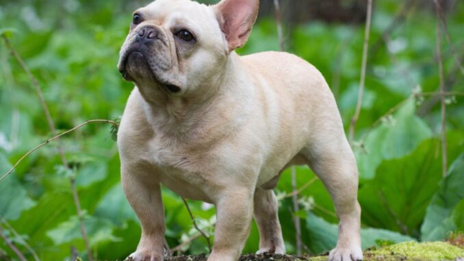 pourquoi un bouledogue francais pleure 