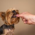 quand donner 2 repas par jour à son chien