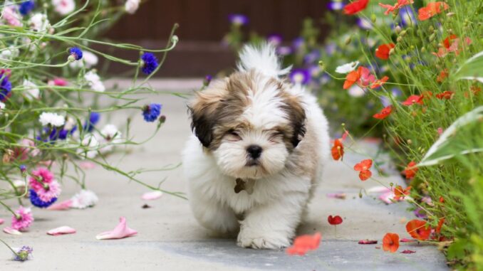 quand faire la toilette dun lhassa apso au poil court