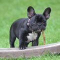 quel est le prix d'un chiot bouledogue français