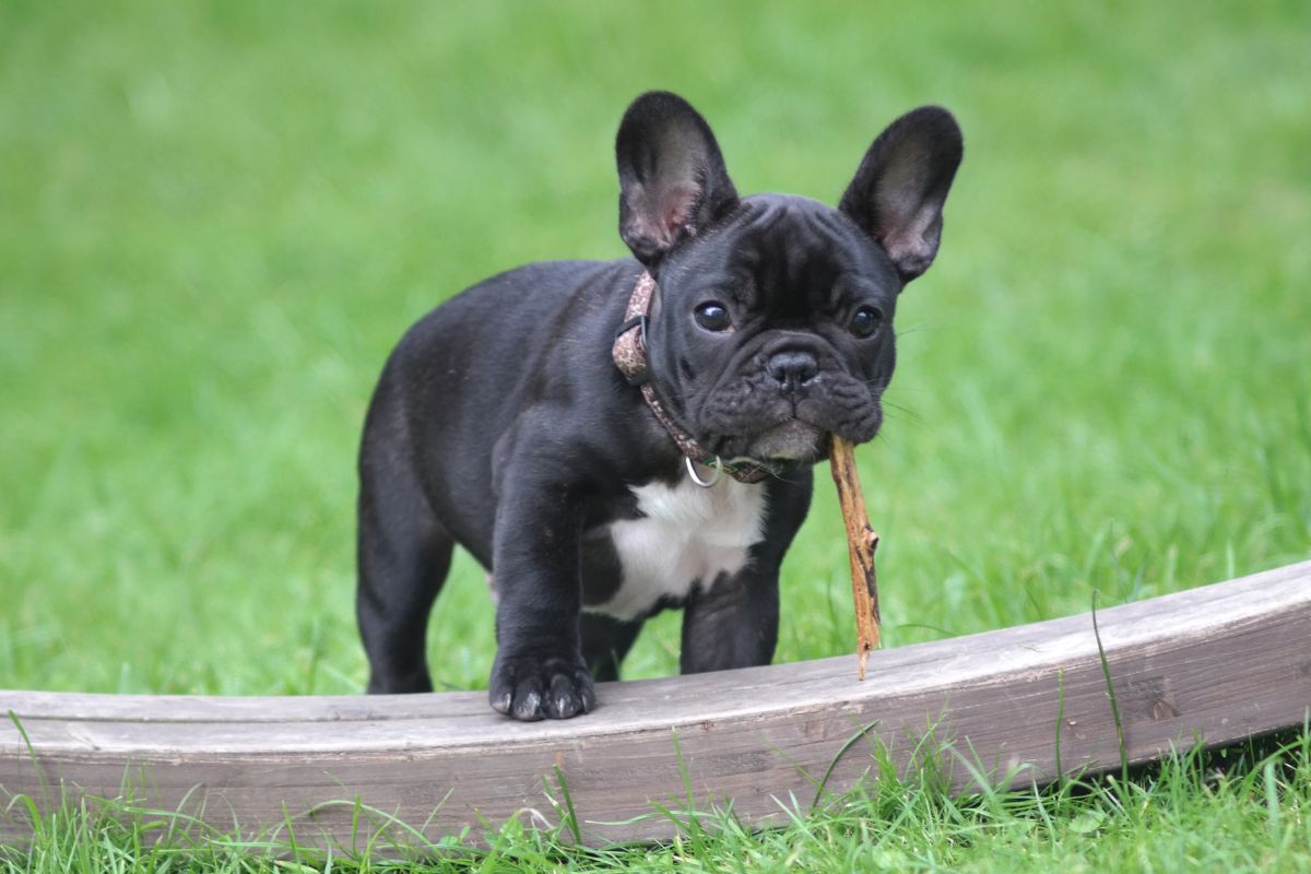 Quel est le prix d un chiot bouledogue fran ais Yorkshires.fr