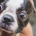 quel est le vrai prix d'un boston terrier