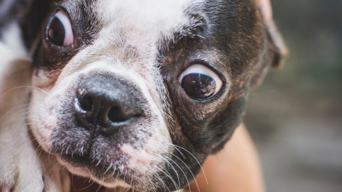 quel est le vrai prix d'un boston terrier