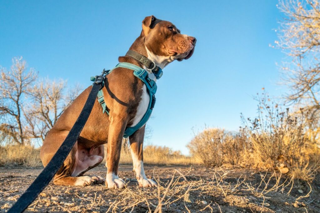 Equipement pour courir avec son clearance chien