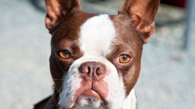 quelles sont les caractéristiques particulières du boston terrier marron