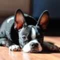 tout savoir sur le boston terrier noir